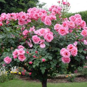 Hoa hồng thân gỗ